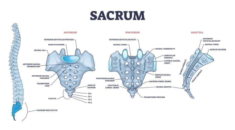 Earth spine and sacrum diagram — source visual 37